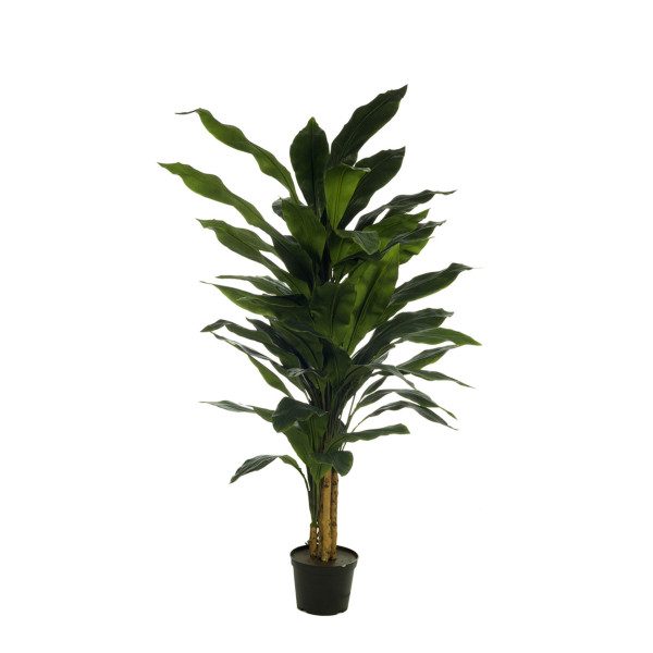 472241 FB PLANTA ASPIDISTRA X5 150CM C/MAC(4711