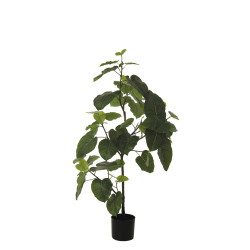 comprar 477853 PLANTA FICUS UMBELLATA X57 IM 130CM C/MA online de  desde 414,07 €