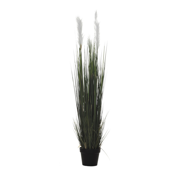 478281 PLANTA GRASS PLUMERO X7/820H 165CM