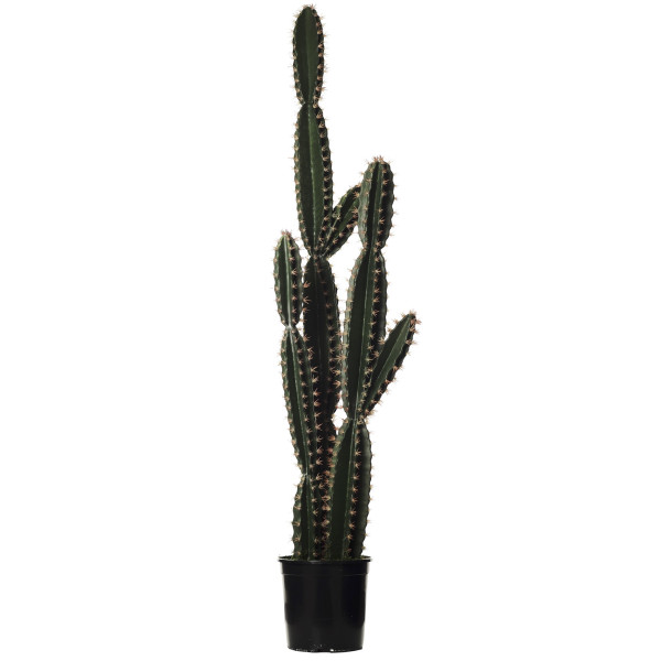 477291 FB CORRYOCACTUS GTE. X3 C/MAC 190CM (475