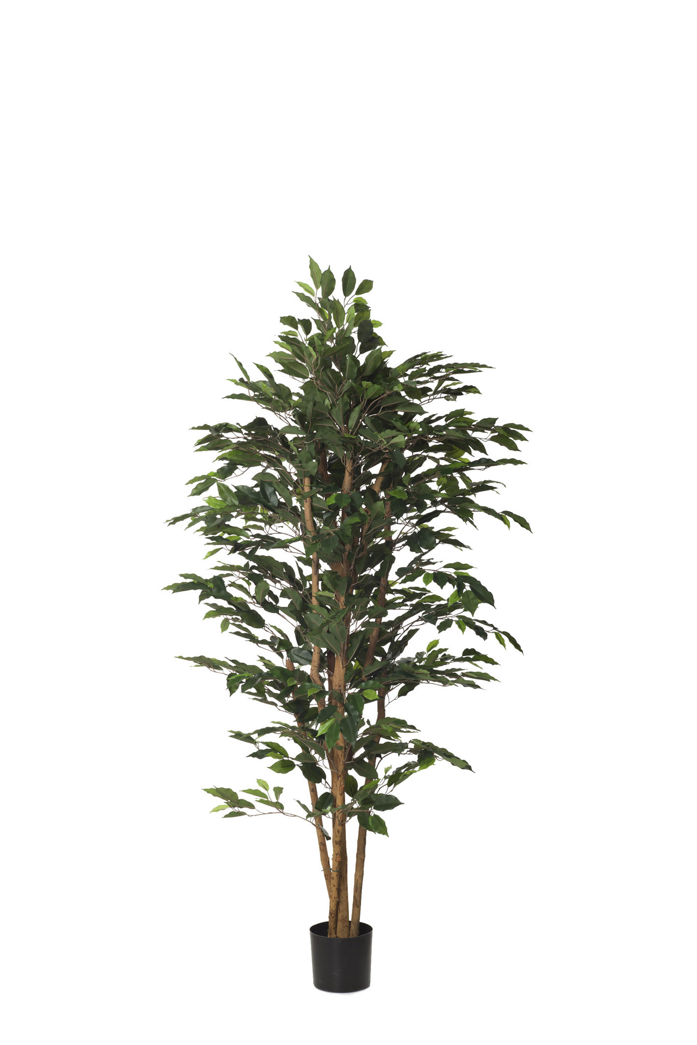 comprar 403907 ARBOL FICUS NITIDA 1,50 IM online de desde 278,30 €