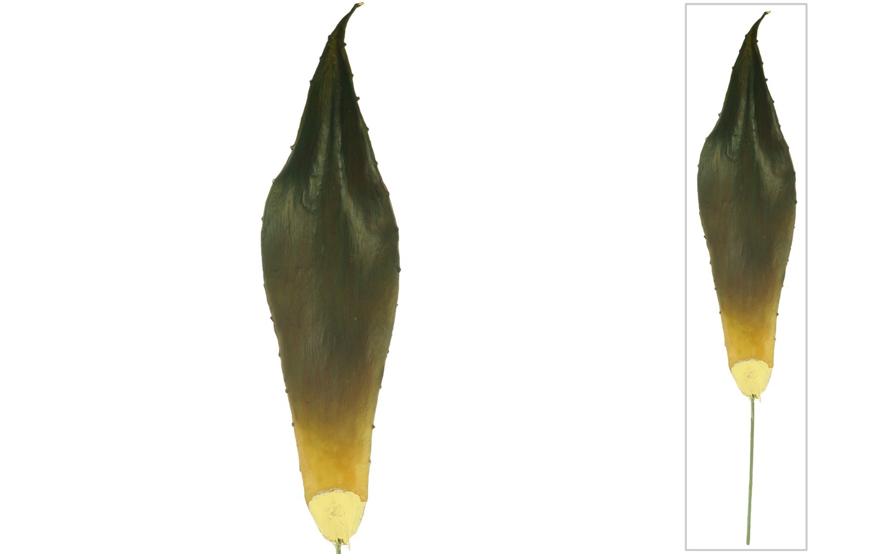 comprar 811176 HOJA ALOE VERA LATEX (1826) online de desde 15,60 €