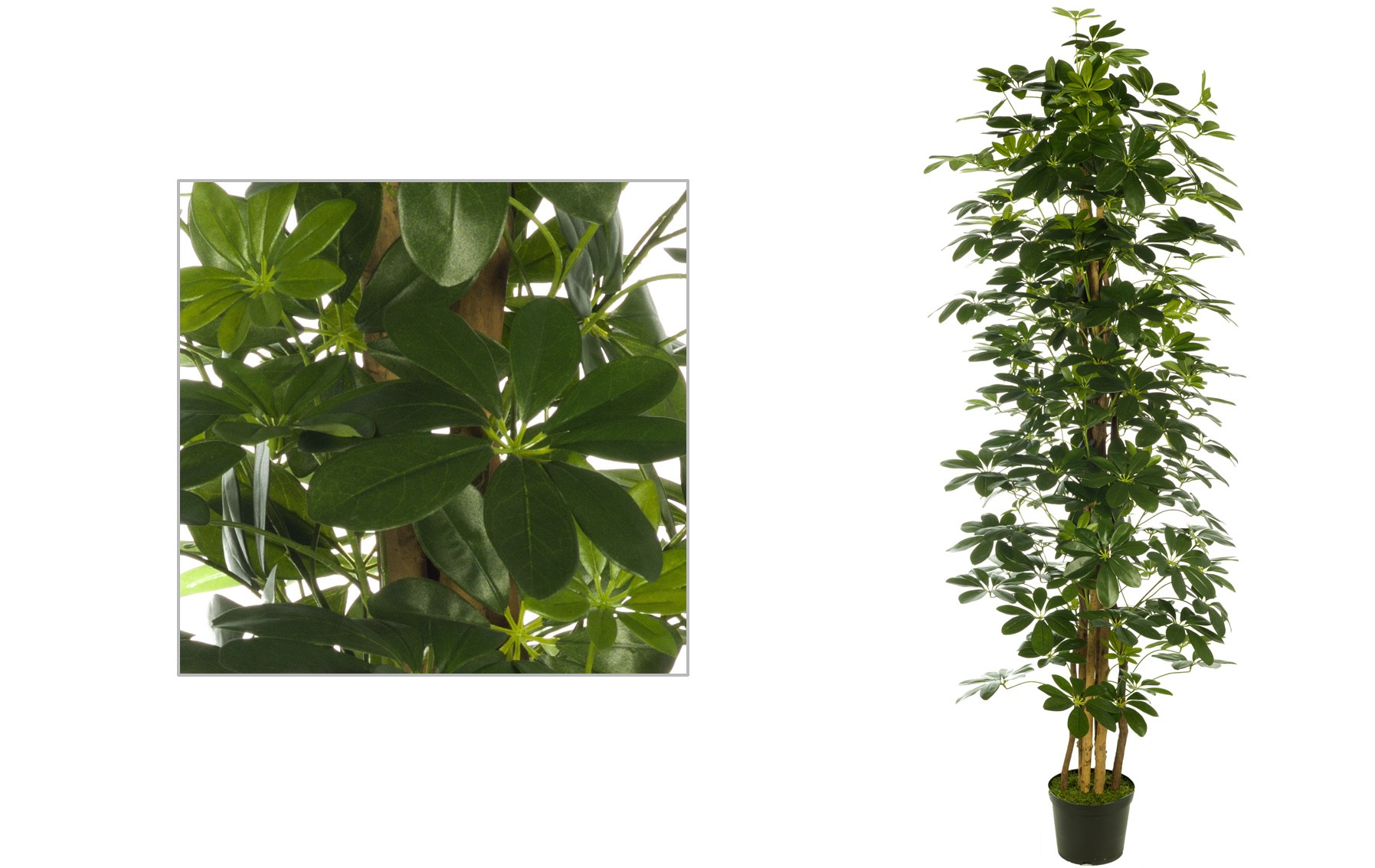 comprar ARBOL SCHEFLERA X1457H 180CM/150C,/120CM online de desde 353,32 €