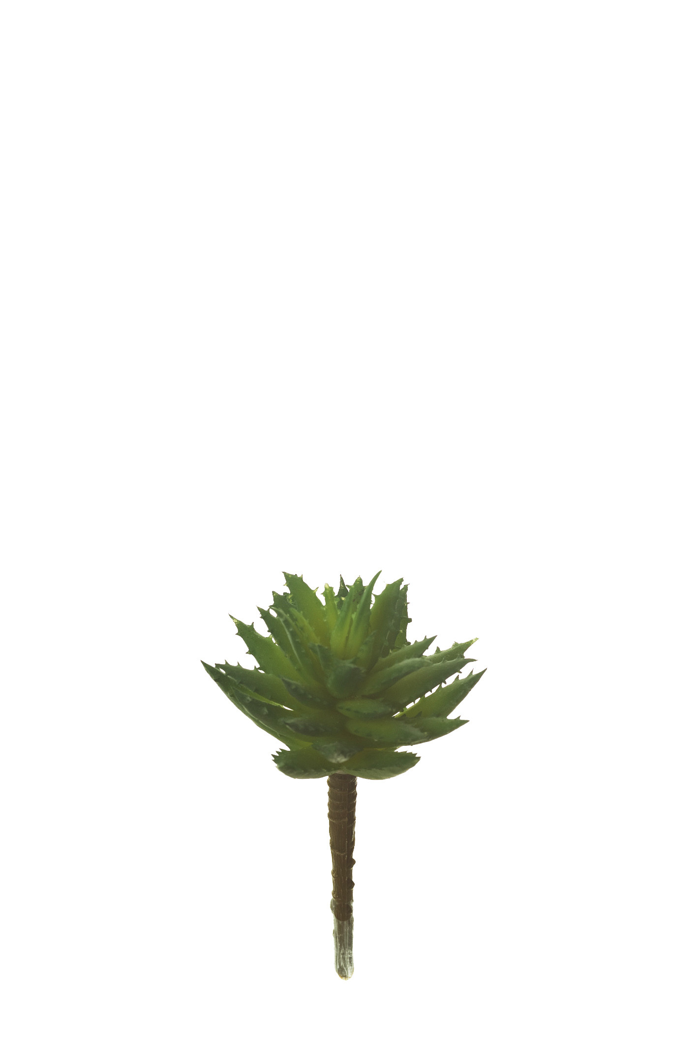 comprar 852922 PICK AGAVE MAGUEY online de desde 0,00 €