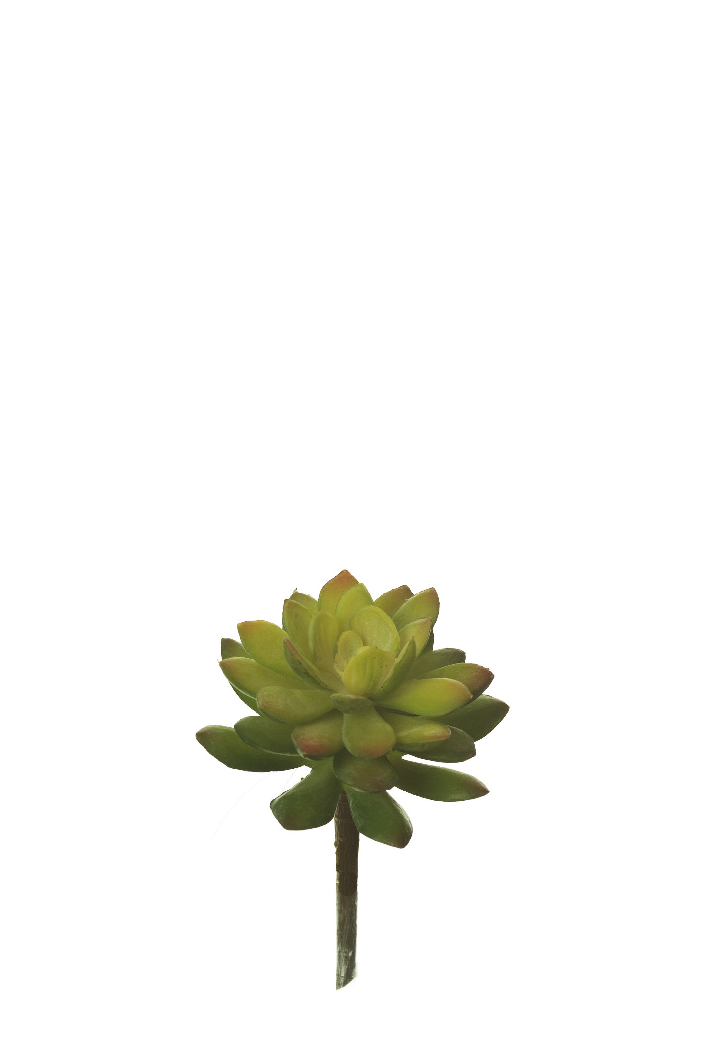 comprar 852948 PICK OVIFERUM online de desde 6,05 €