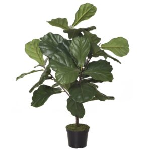 comprar 473702 FB PLANTA FICUS LYRATA 70CM C/M(306573) online de desde 212,21 €