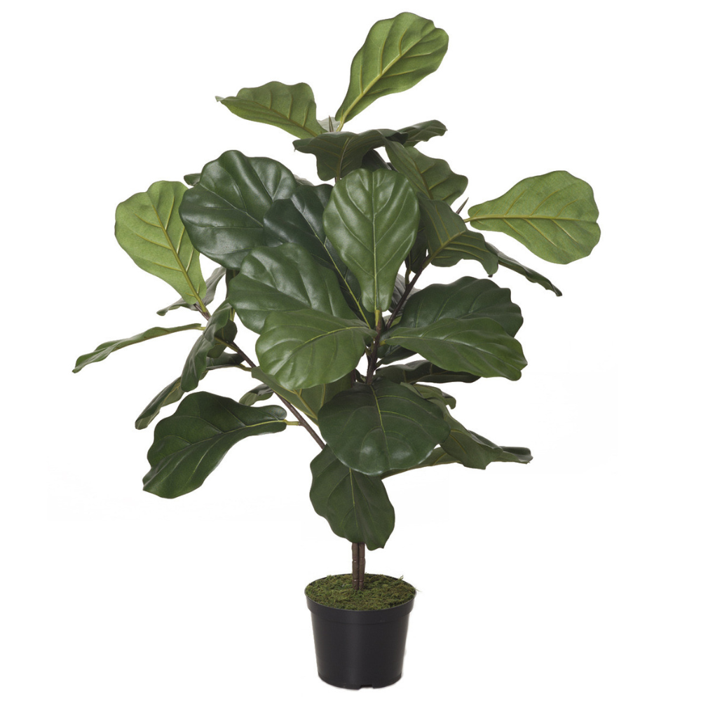 comprar 473702 FB PLANTA FICUS LYRATA 70CM C/M(306573) online de desde 212,21 €