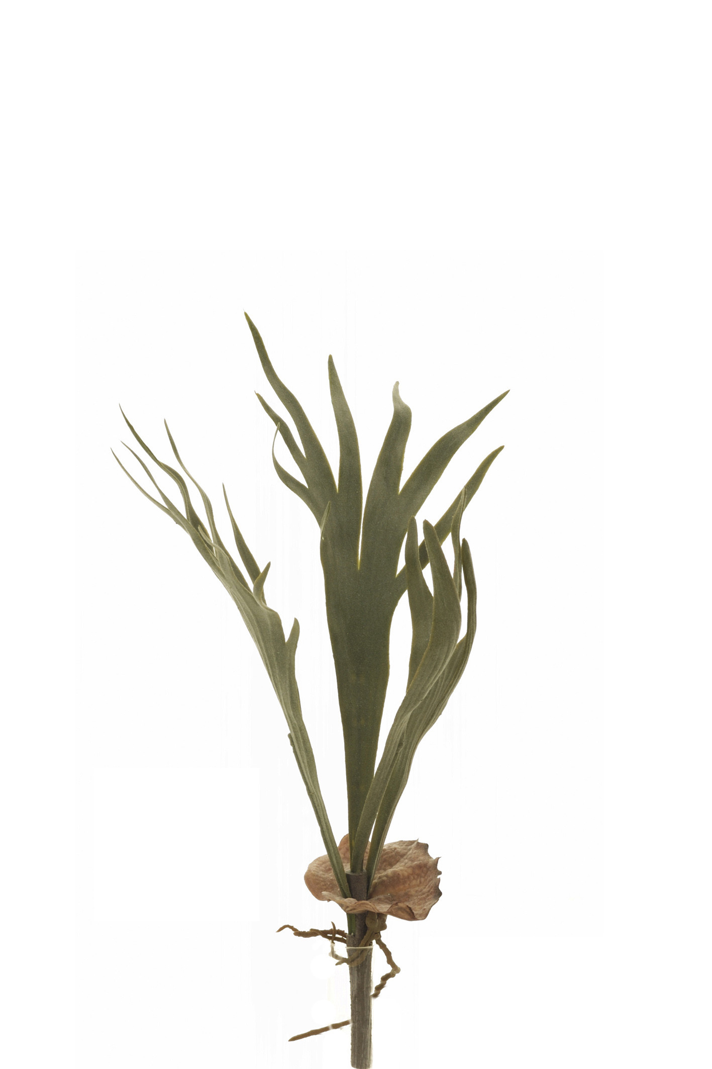comprar 475625 PLATYCERIUM P (CUERNO DE ARCE) online de desde 11,86 €