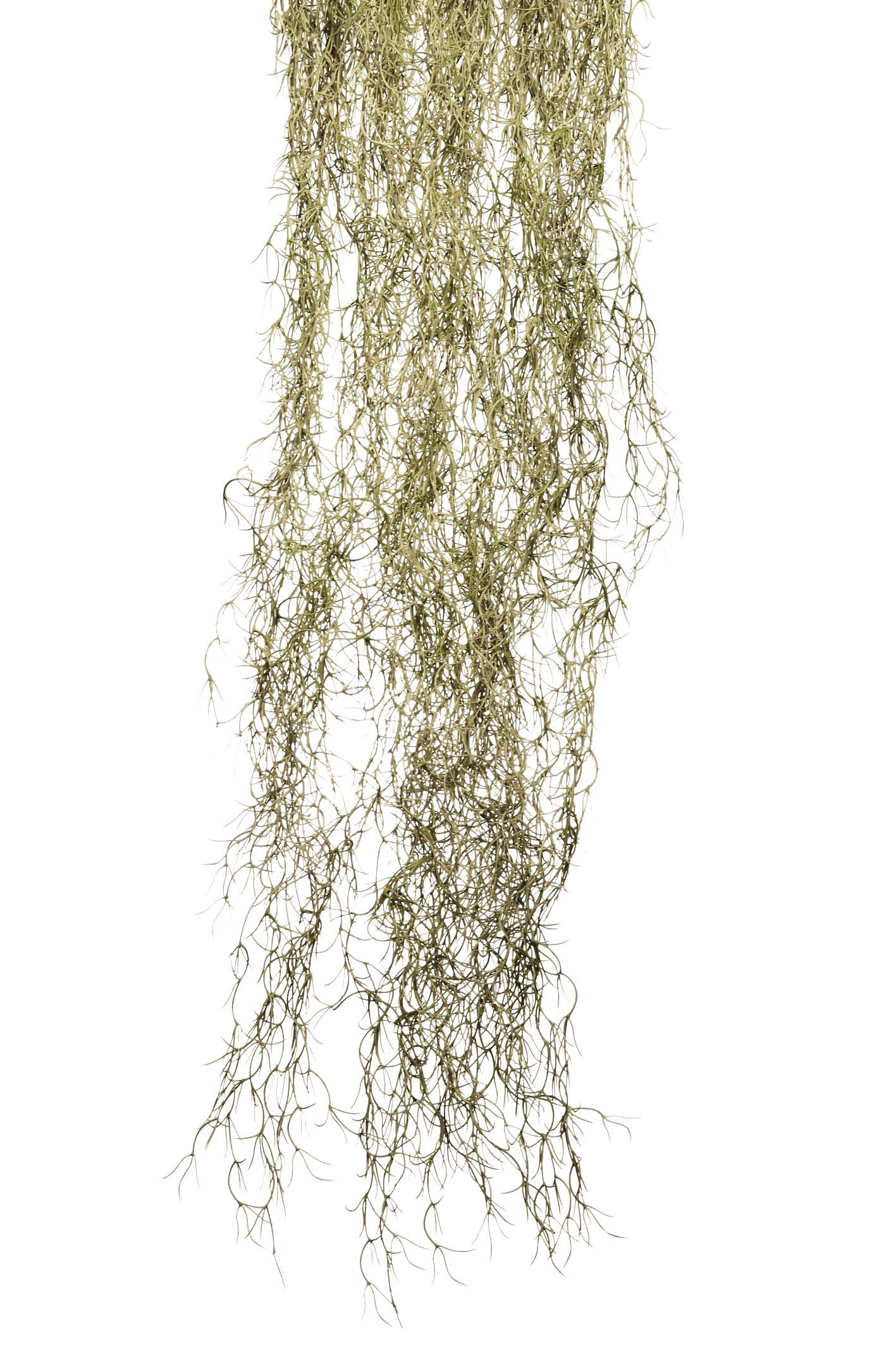 comprar COLGANTE TALLANDSIA GIGANTE. 200CM online de desde 264,74 €