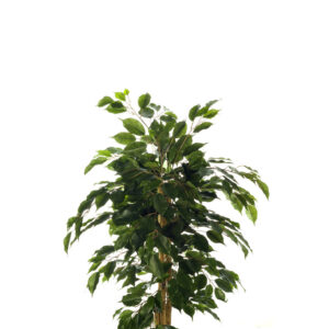 comprar FB ARBOL FICUS NITIDA 8R/488H 120CM C/M online de desde 126,81 €