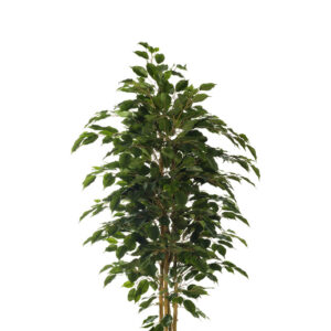 comprar 473372 FB ARBOL FICUS NITIDA 150CM C/M(305955) online de desde 178,31 €