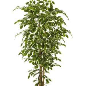comprar 473439 FB ARBOL FICUS NITIDA 180CM C/M(305955) online de desde 229,42 €
