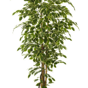 comprar 473447 FB ARBOL FICUS NITIDA 210CM C/M(305955) online de desde 289,43 €
