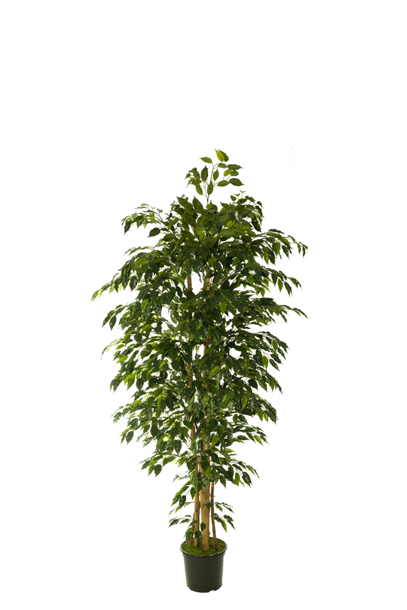 comprar 474495 FB ARBOL FICUS HAWAI 150CM C/(306747) online de desde 192,63 €