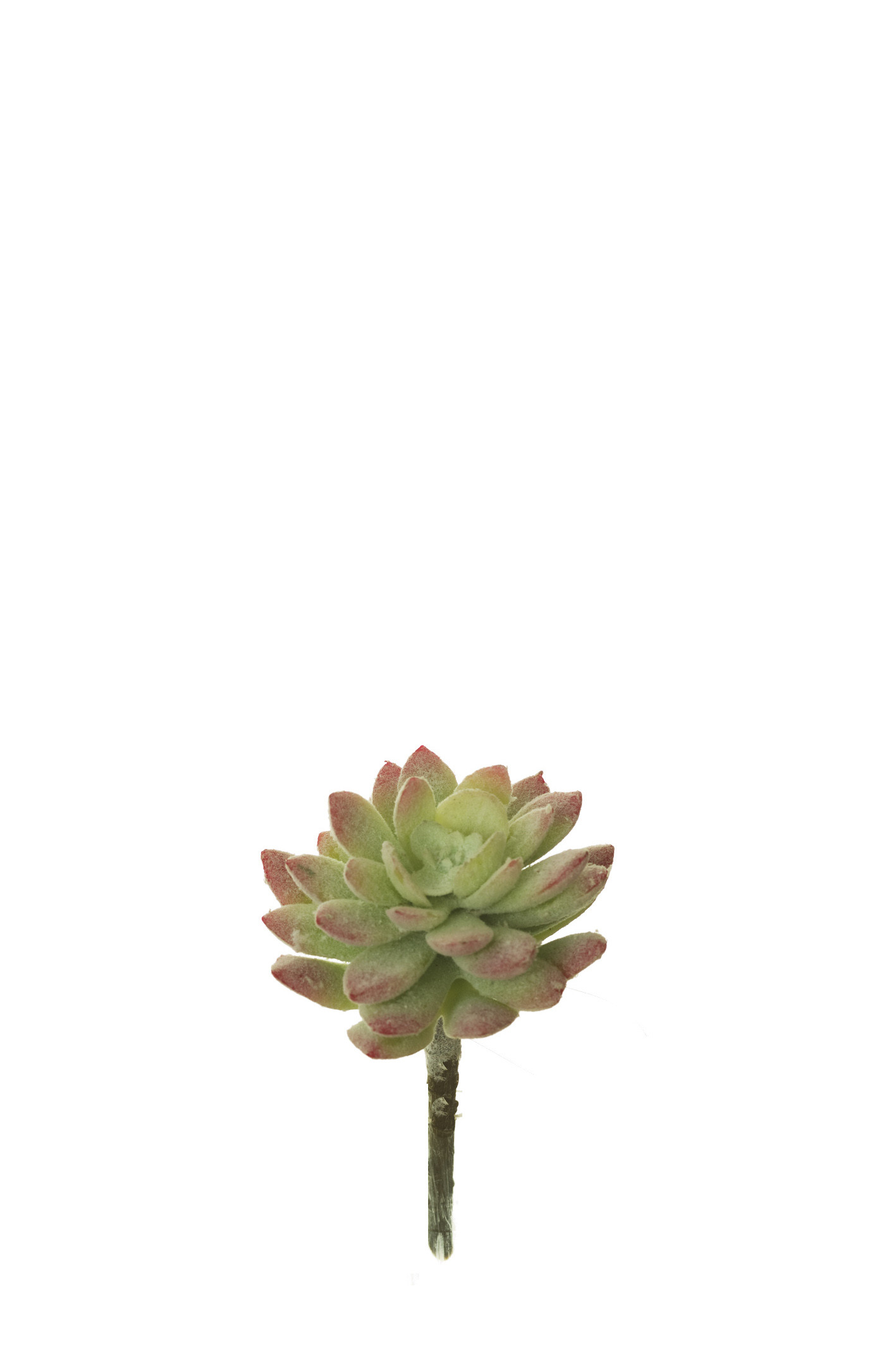 comprar 852956 PICK SEDUM online de desde 6,41 €