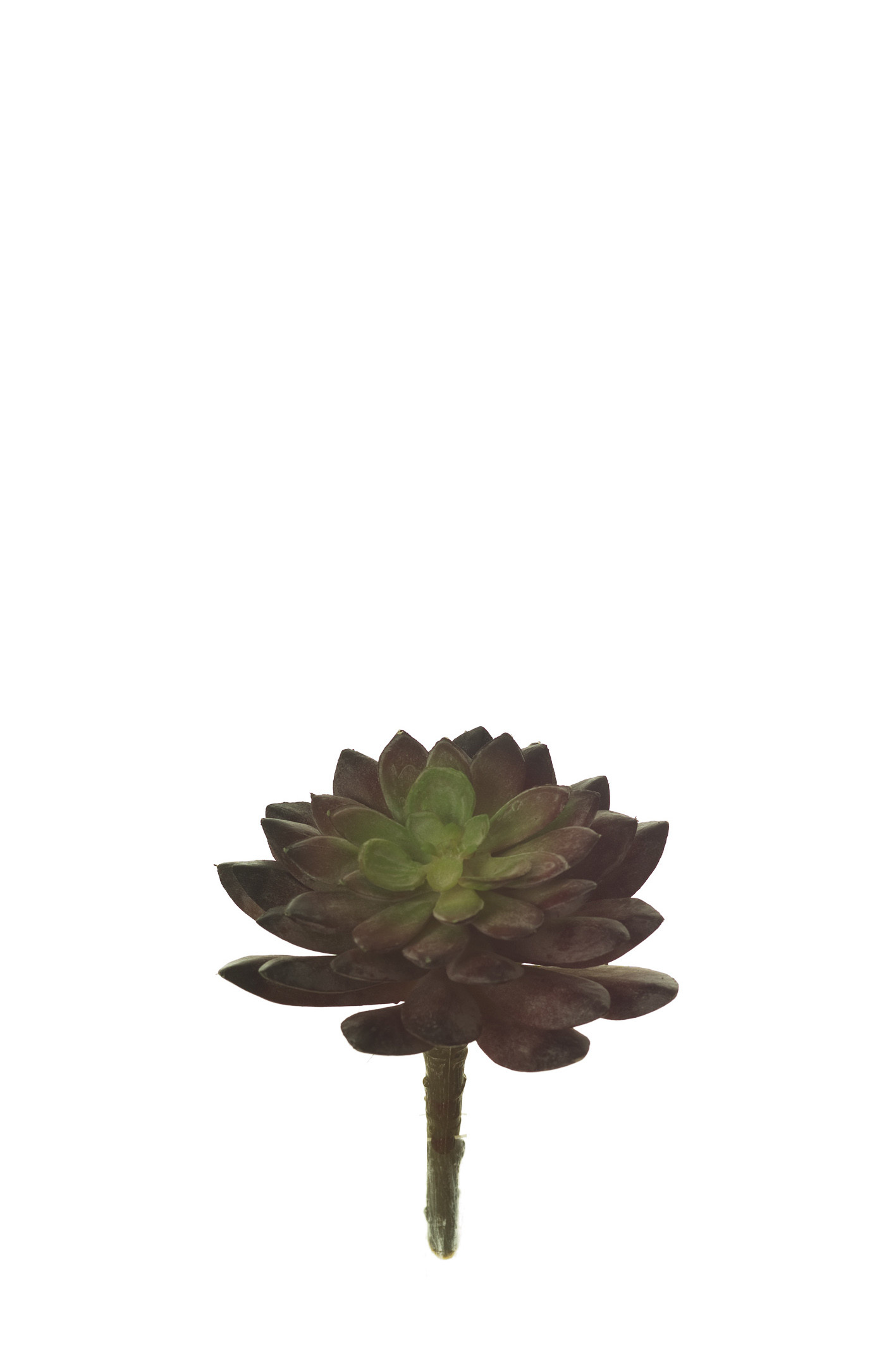 comprar 852964 PICK ROSA DE ALABASTRO online de desde 8,46 €