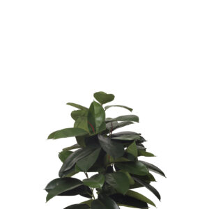 comprar 473728 FB PLANTA FICUS RUBBER 70CM C/M(306599) online de desde 217,53 €