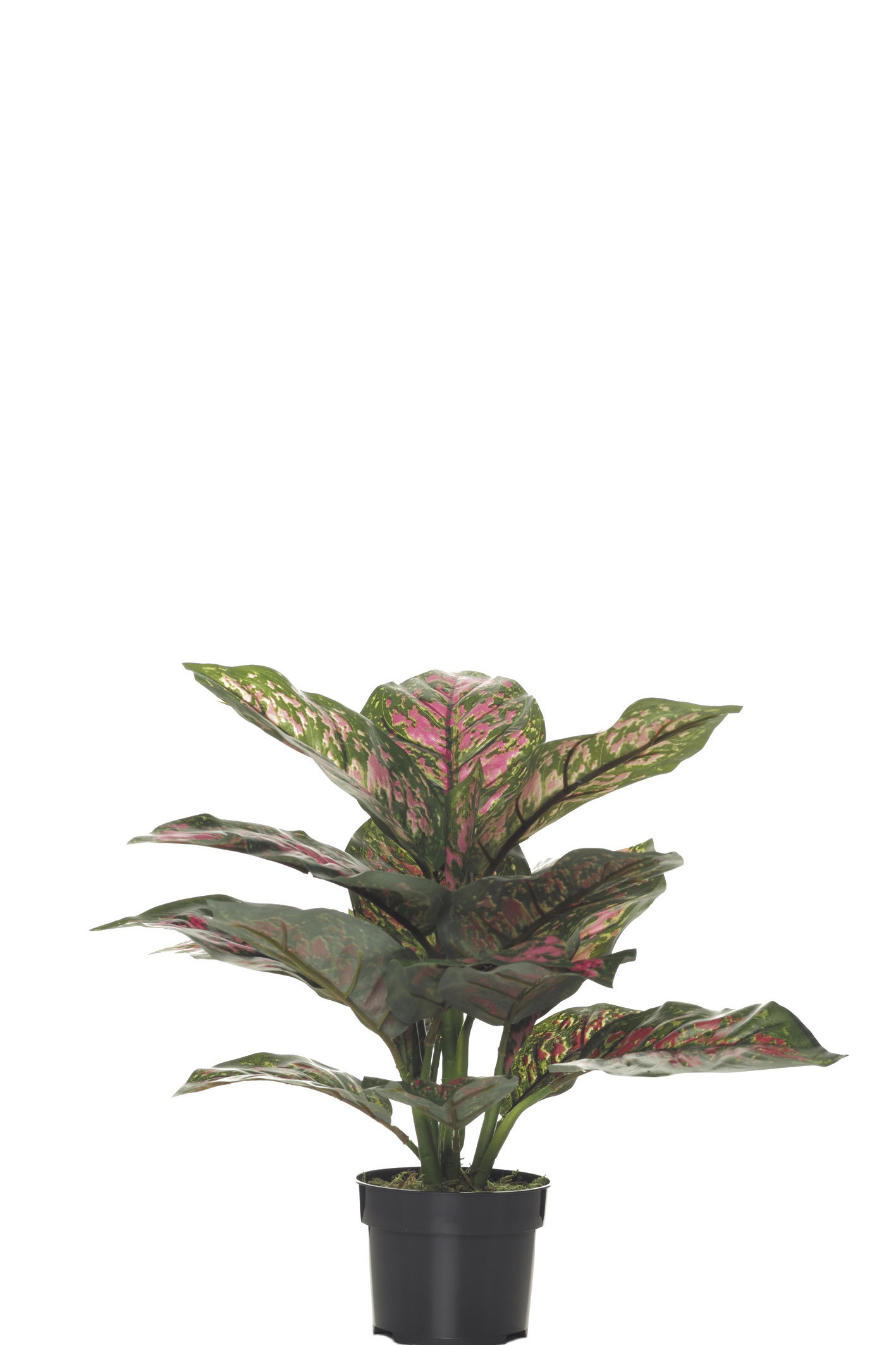 comprar FB MATA DIFFEMBACHIA ROSA 36CM C/M online de desde 39,33 €