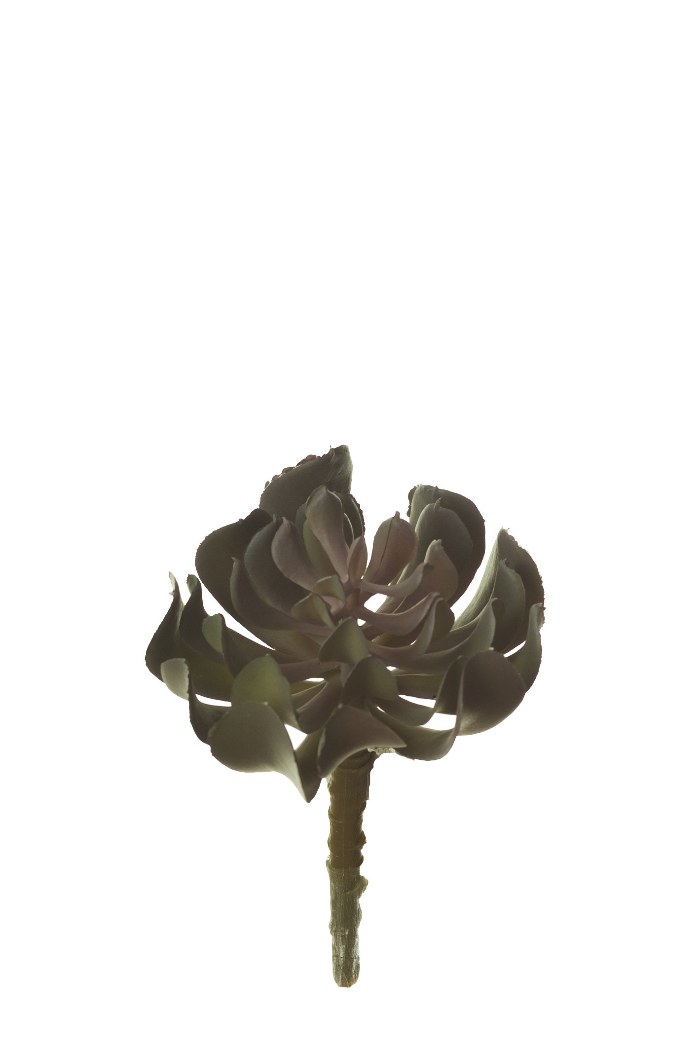 comprar 853441 PICK CRASA RUNYONI PQÑA. online de desde 7,50 €