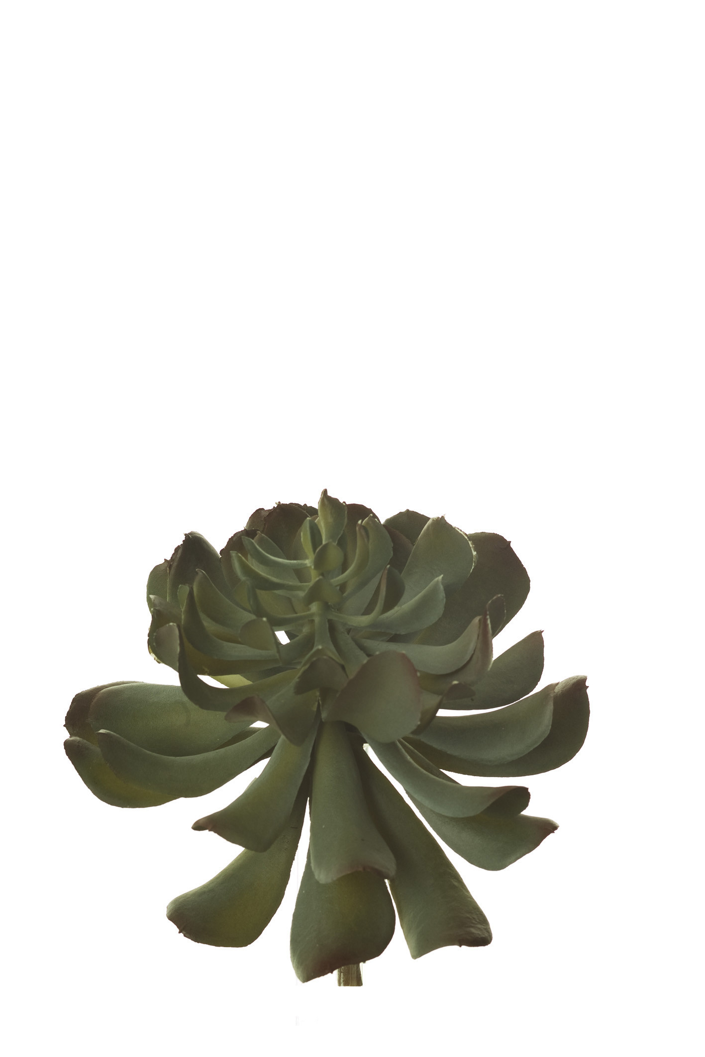 comprar 853433 PICK GRASA RUNYONI MED. online de desde 15,73 €