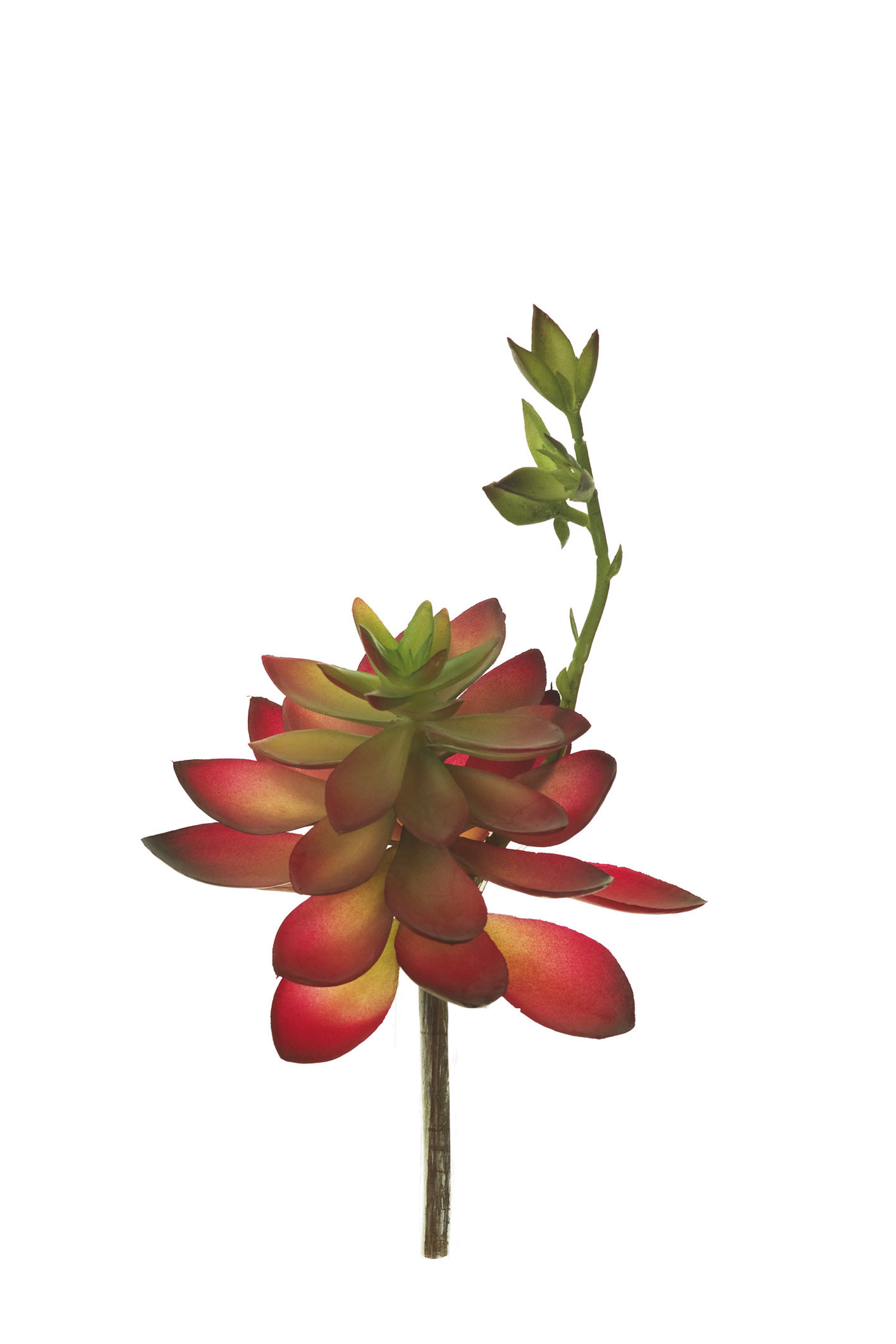 comprar 853459 PICK CRASA ECHEVERIA MED. online de desde 9,68 €