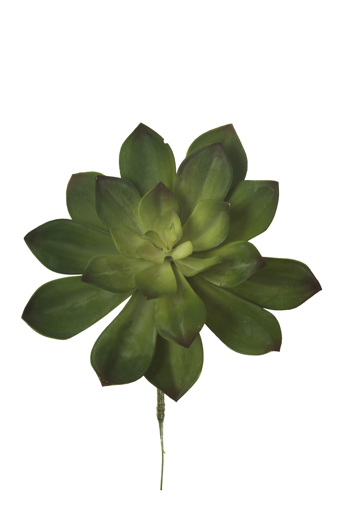 comprar 853376 PICK GRASA PERLE VON NUMBERG online de desde 44,47 €