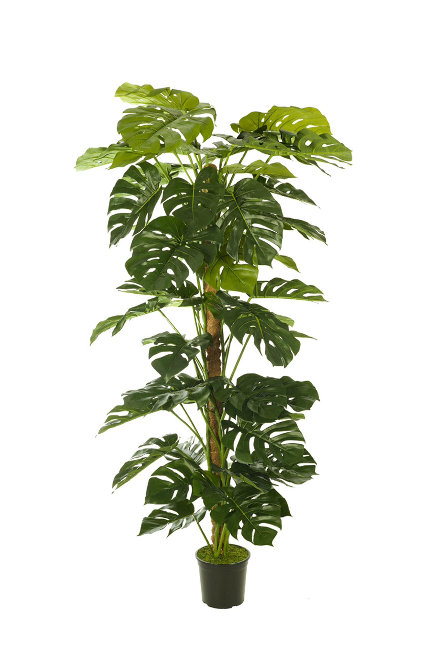 comprar FB TUTOR MONSTERA 3G/60H 180CM online de desde 507,96 €