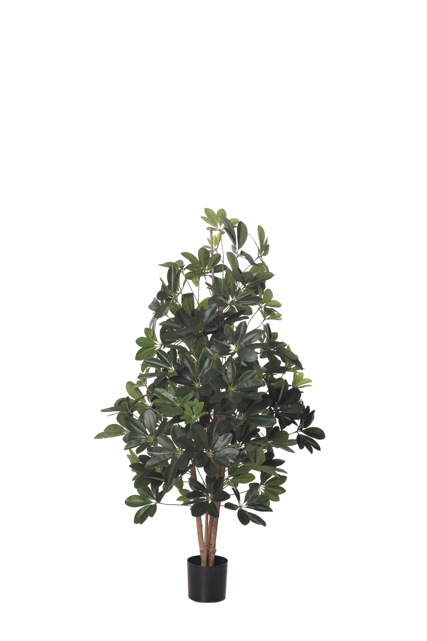 comprar PLANTA SCHEFLERA X752H IM 120CM online de desde 176,18 €