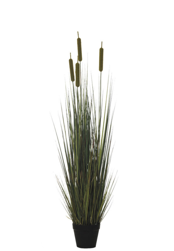 comprar 478497 PLANTA GRASS PUROS 120CM online de desde 194,81 €