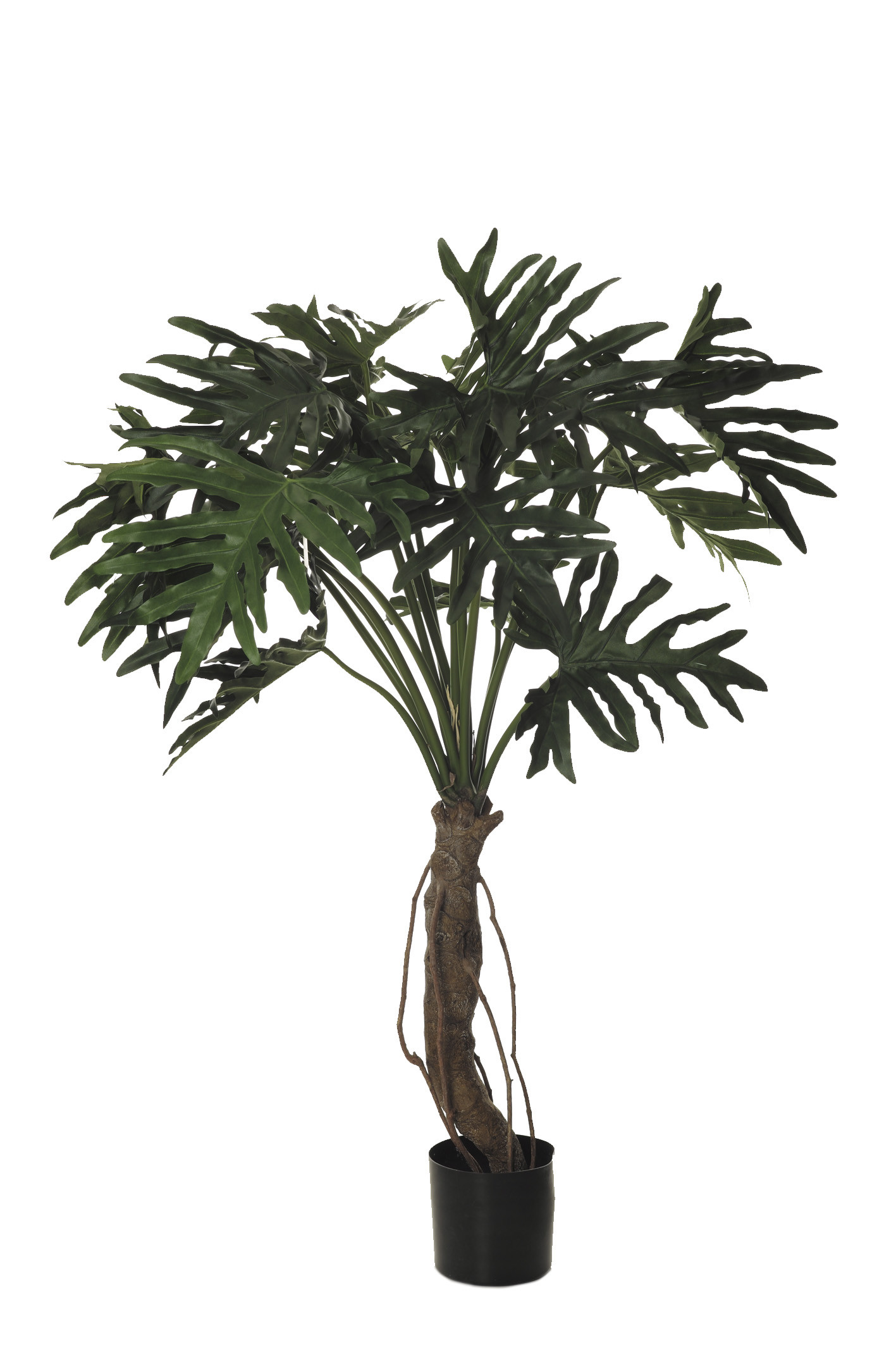 comprar PLANTA FILODENDRO X15 IM 145CM online de desde 580,80 €