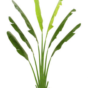 comprar PLANTA BANANA PALM X7 IM 250CM online de desde 677,60 €