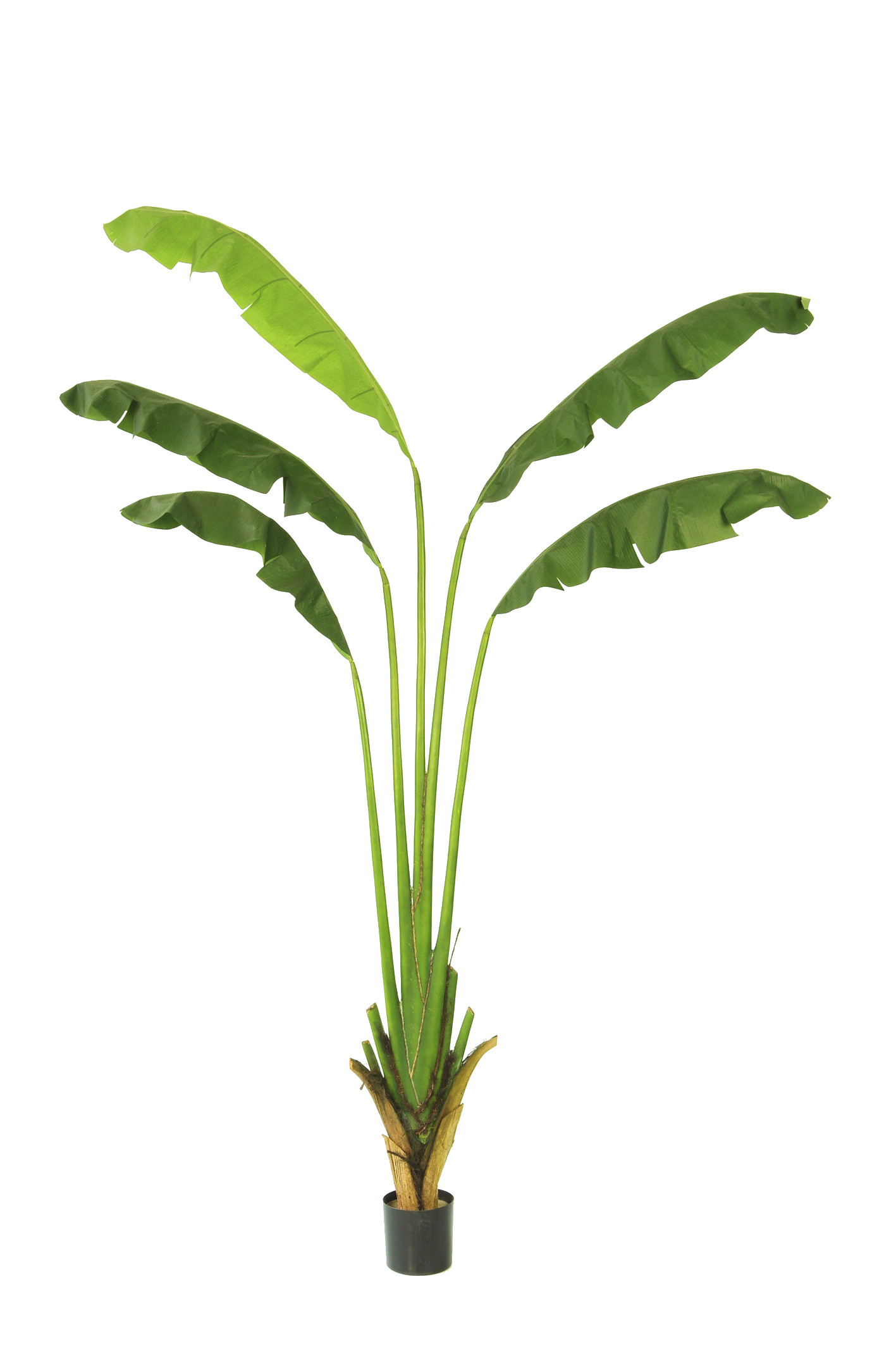 comprar PLANTA BANANA PALM X5 IM 310CM online de desde 592,90 €