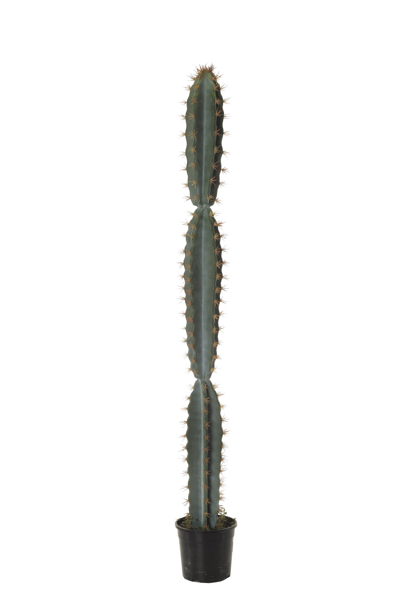 comprar FB AGAVE CORRYOCACTUS PQÑO. 119CM C/M online de desde 118,58 €
