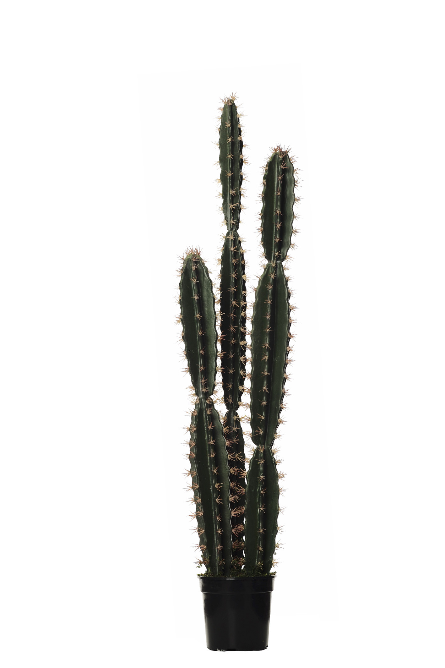 comprar FB CORRYOCACTUS MED. X3 C/MAC 125CM online de desde 220,22 €