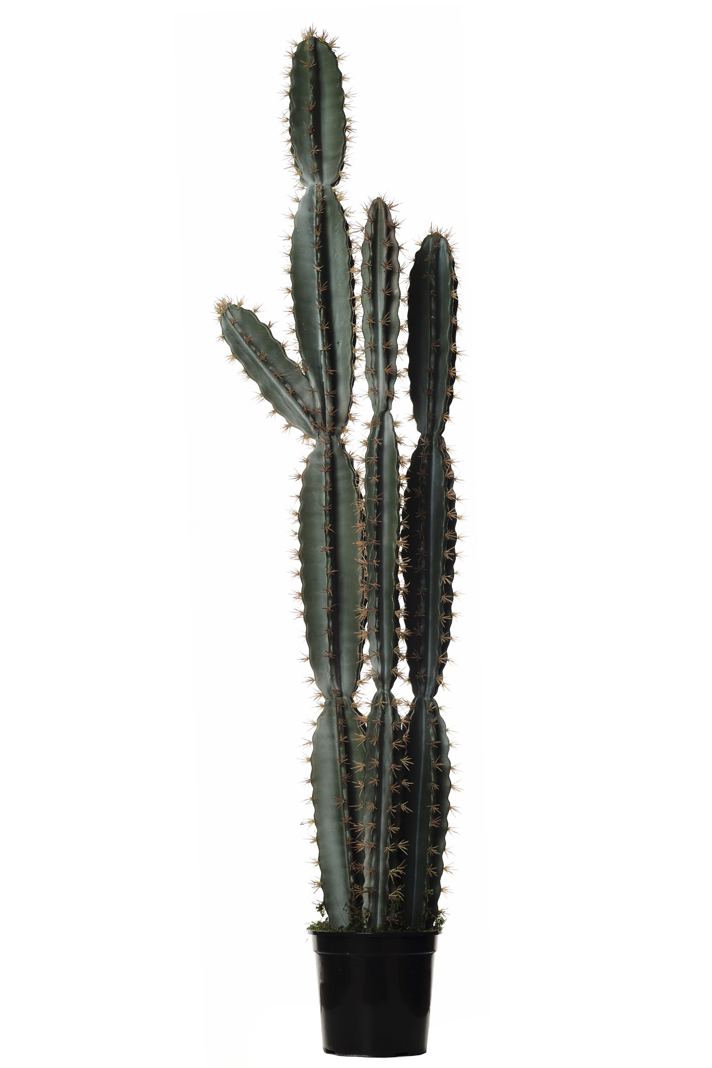 comprar FB CORRYOCACTUS GDE. X3 C/MAC online de desde 837,05 €