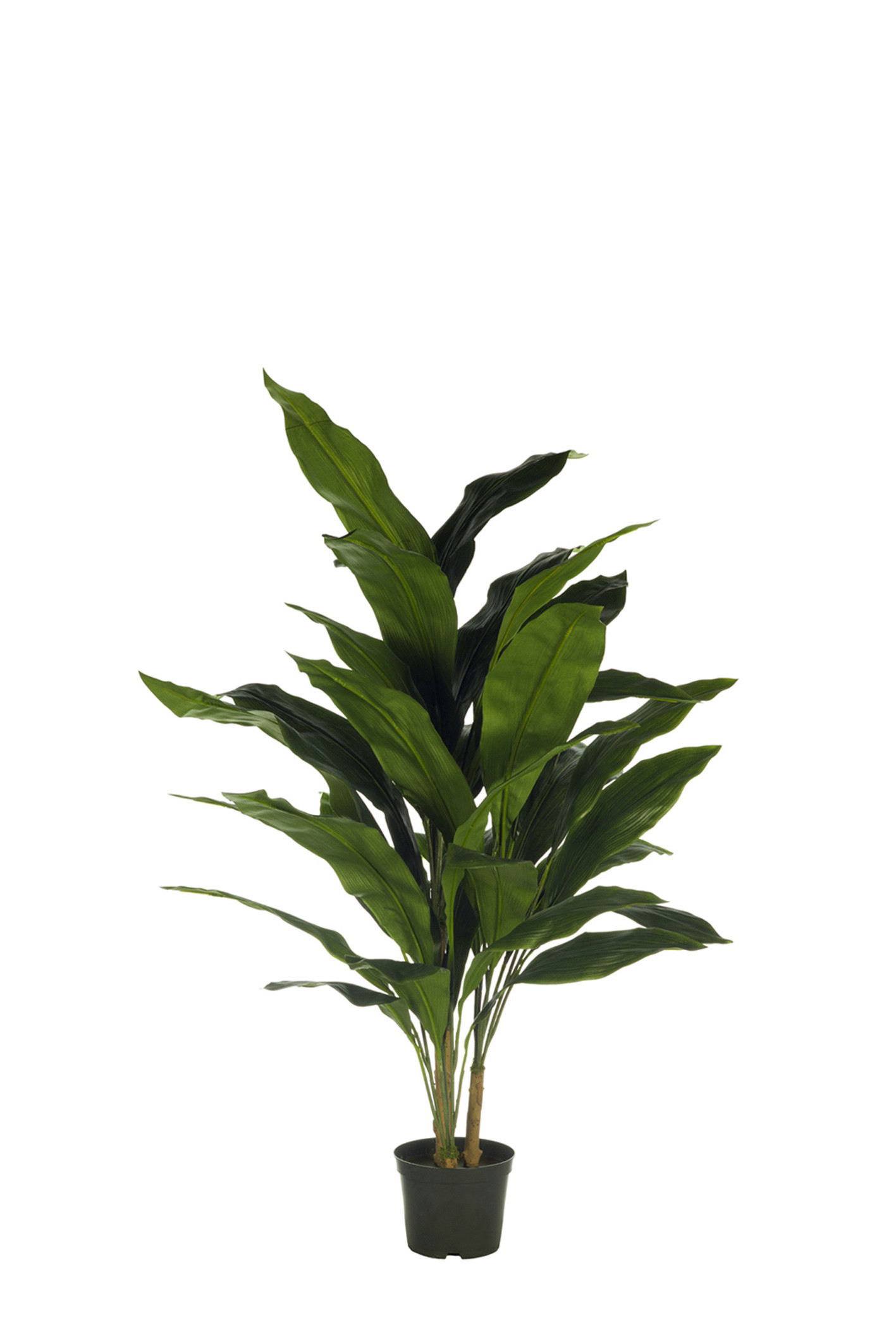 comprar FB PLANTA ASPIDISTRA X3 120CM C/MAC(4711 online de desde 226,27 €