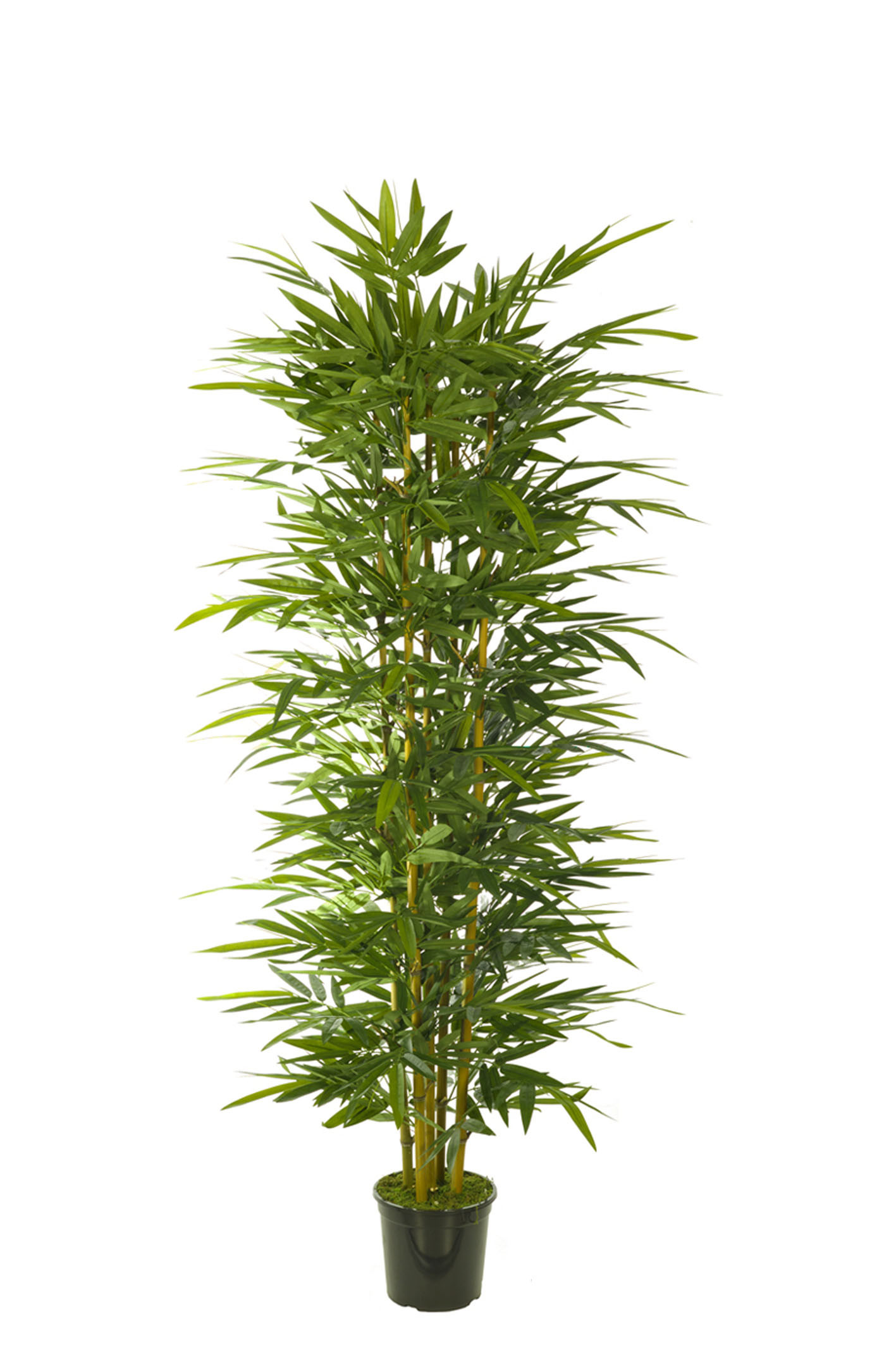 comprar 474700 FB ARBOL BAMBU 180CM C/MAC (300442) online de desde 202,31 €