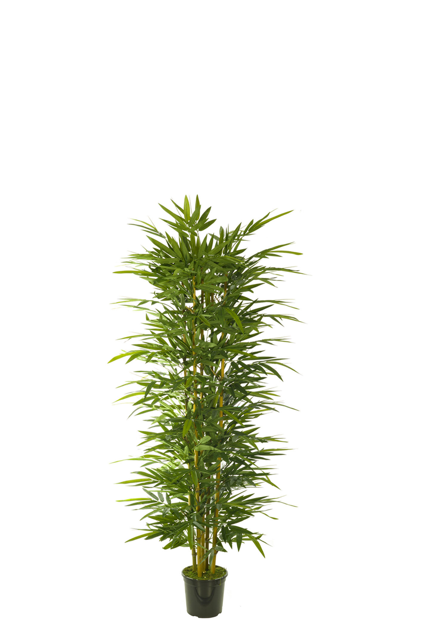 comprar 476699 FB ARBOL BAMBU 120CM C/MAC (300442) online de desde 144,23 €