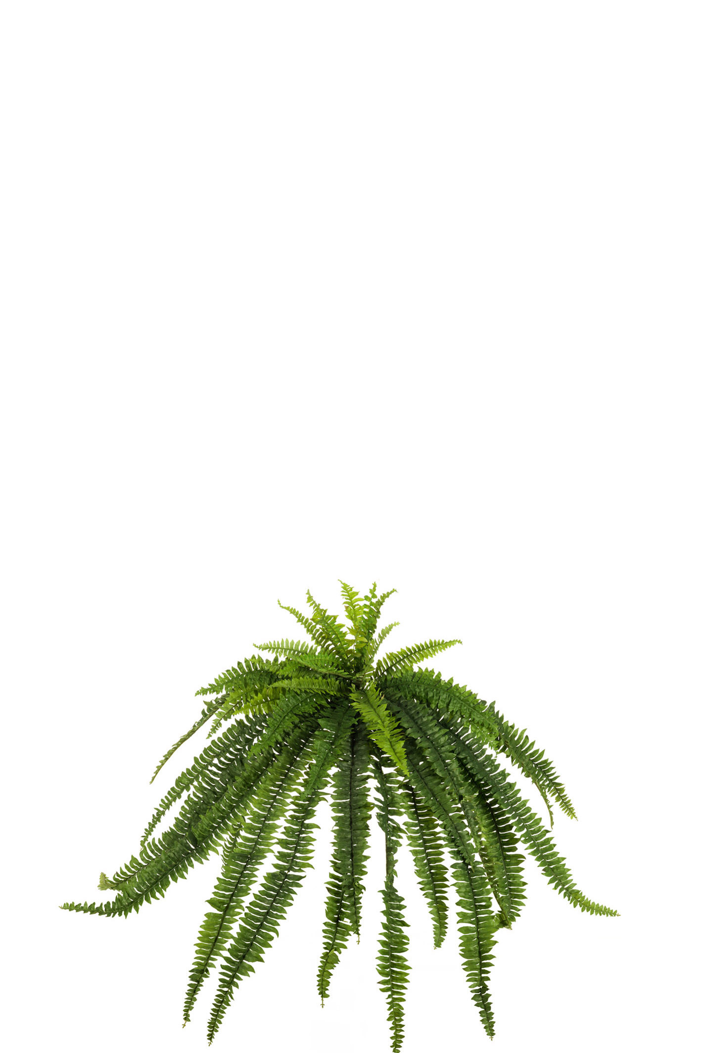 comprar 473968 HELECHO GIGANTE X52 120CM online de desde 124,61 €
