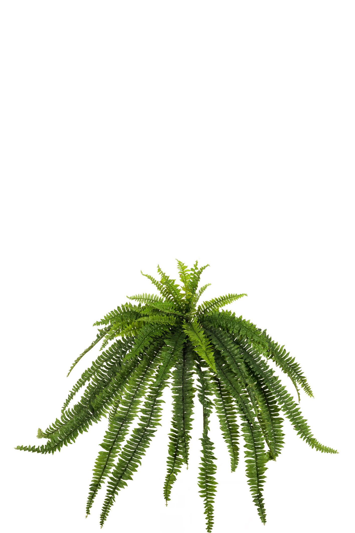 comprar 473950 HELECHO GIGANTE X59 150CM online de desde 184,37 €