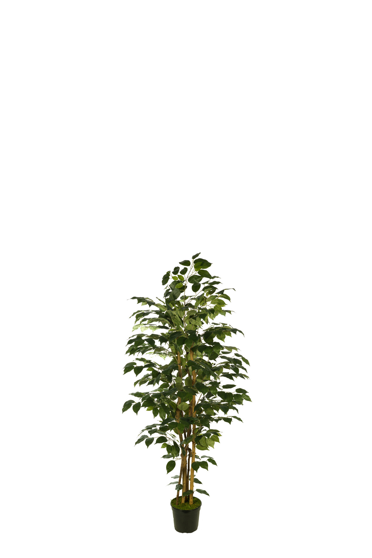 comprar 476938 FB ARBOL FICUS 120CM C/MAC(306630) online de desde 194,57 €
