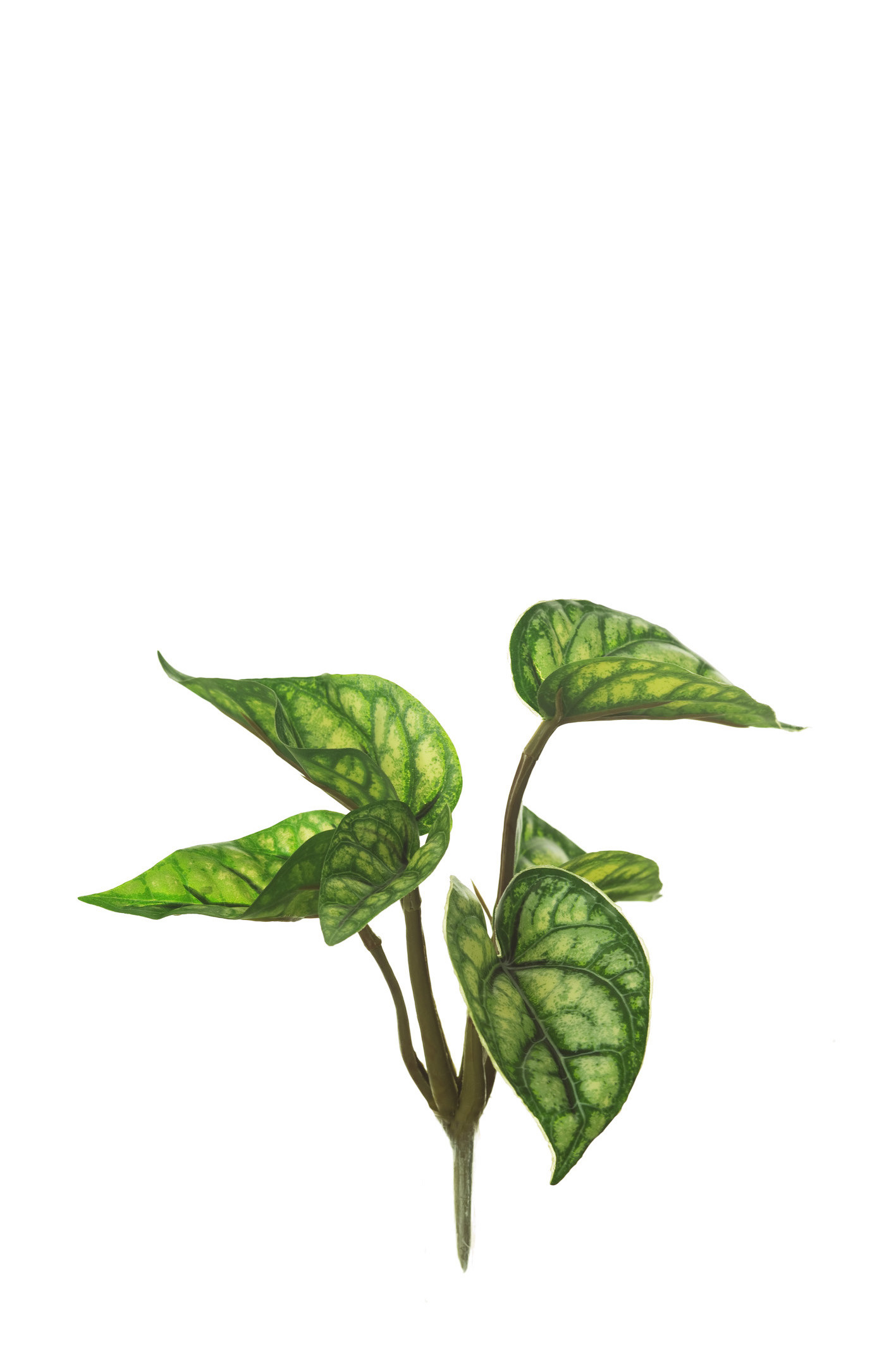 comprar 475451 PLANTA NERVOSA X6 EXT. online de desde 7,25 €
