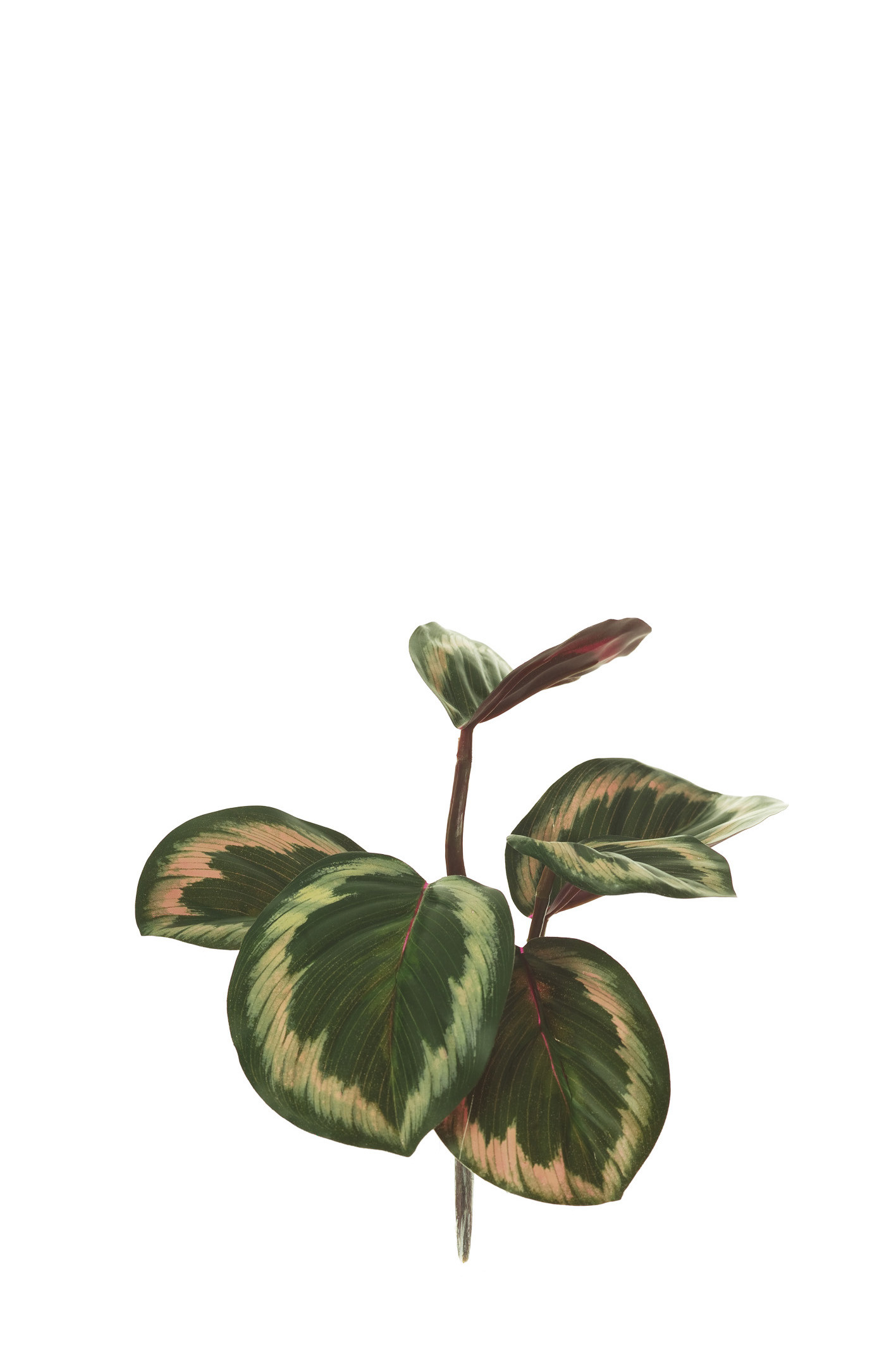 comprar 475477 PLANTA CALATHEA ORNATA X6 EXT online de desde 7,25 €