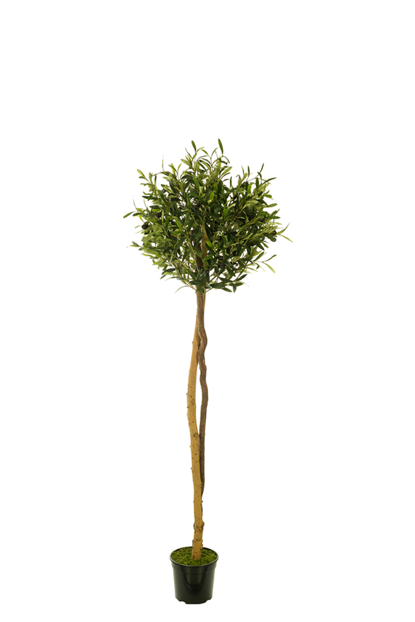 comprar 478546 FB ARBOL OLIVO 15R (SF) 150CM DIA:50CM C online de desde 237,16 €