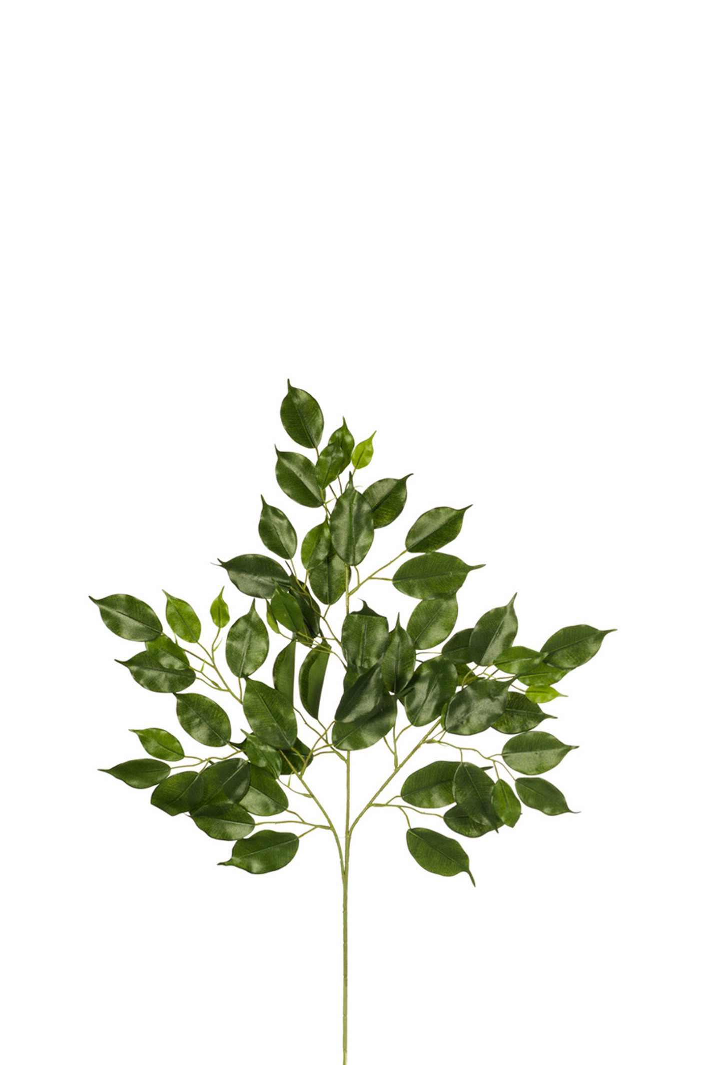 comprar 306870 RAMA FICUS NITIDA UV2 X61H DE EXTERIOR online de desde 9,44 €