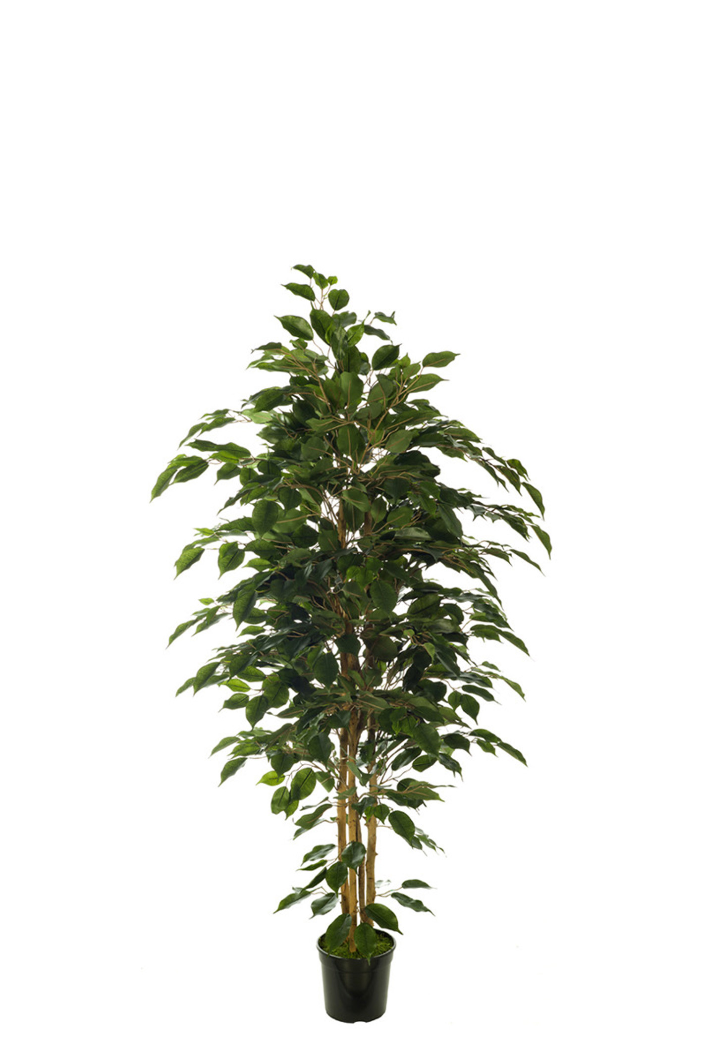 comprar 476178 FB ARBOL FICUS NITIDA 150CM C/M UV2(3068 online de desde 229,90 €