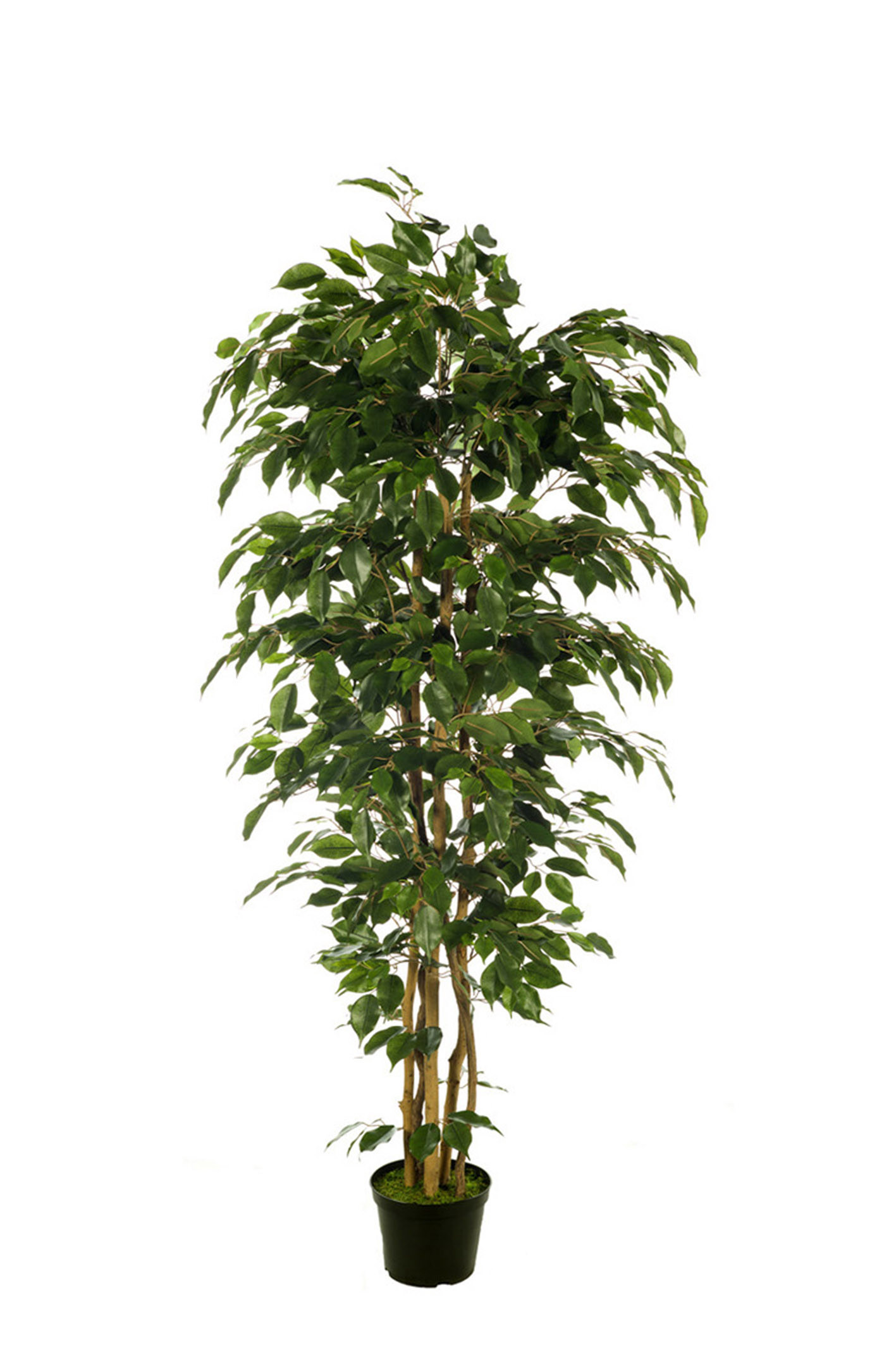 comprar 476186 FB ARBOL FICUS NITIDA 180CM C/M UV2 (306 DE EXTERIOR online de desde 314,60 €