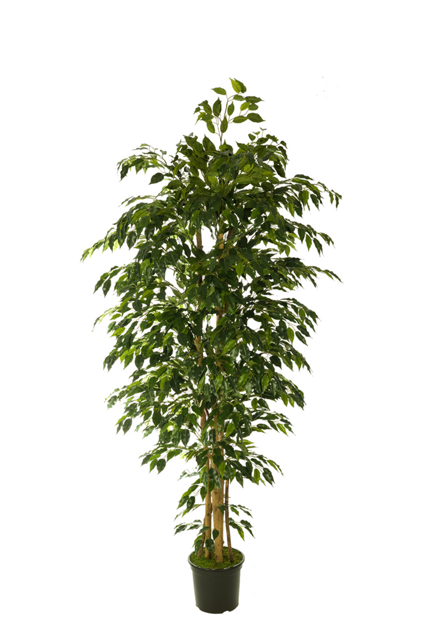 comprar 474502 FB ARBOL FICUS HAWAI 180CM C/(306747) online de desde 289,19 €