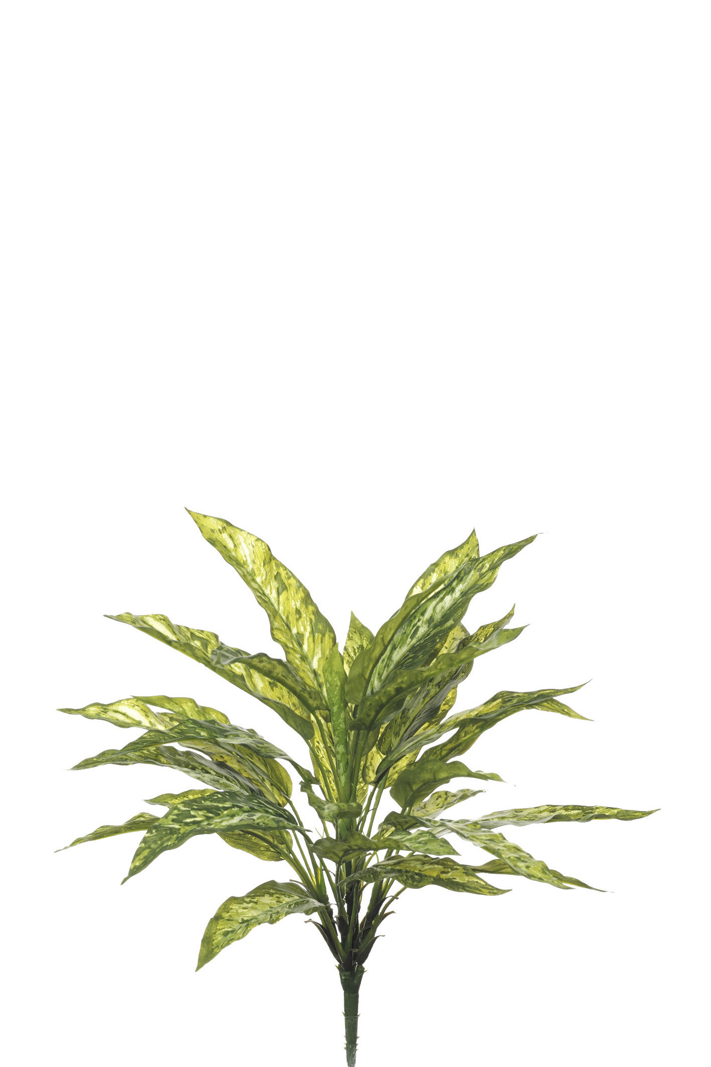 comprar 478116 MATA AGLAONEMA X5/30H online de desde 18,15 €