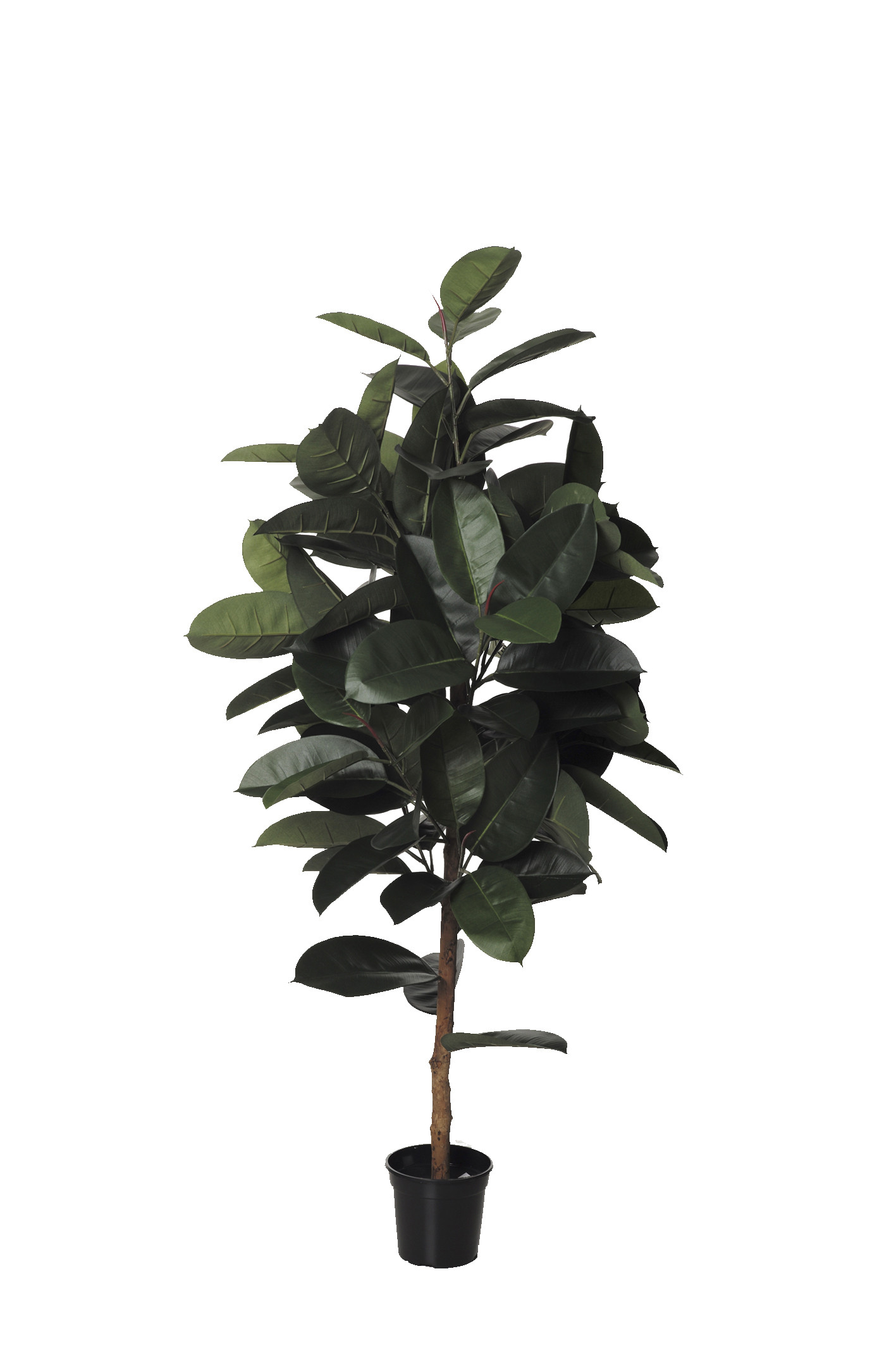 comprar 480351 FB ARBOL FICUS RUBBER TUBO 150CM C/M (30 online de desde 150,04 €
